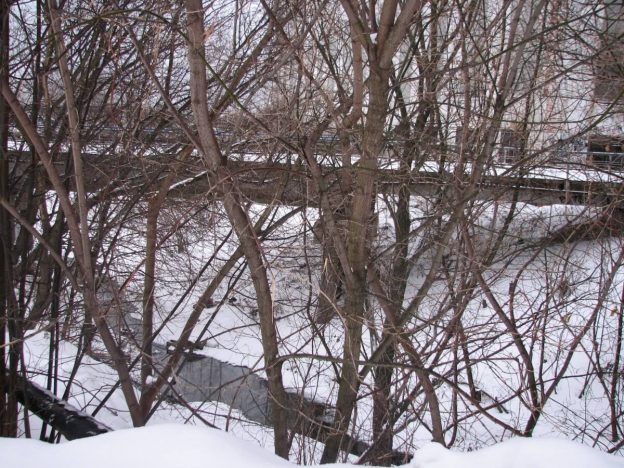 СЕРАЯ ШЕЙКА – 2018 Ярославль