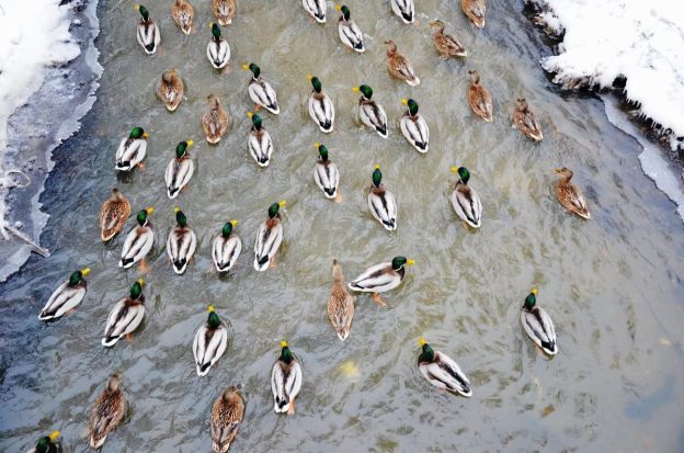 Экологическая акция «СЕРАЯ ШЕЙКА – 2018»