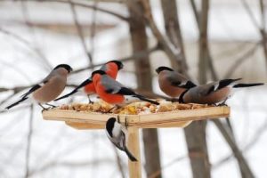 Экологический час «Зимующие птицы нашего края»