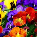 Заседание клуба любителей цветоводства «Гармония»: «Есть глаза у цветов»