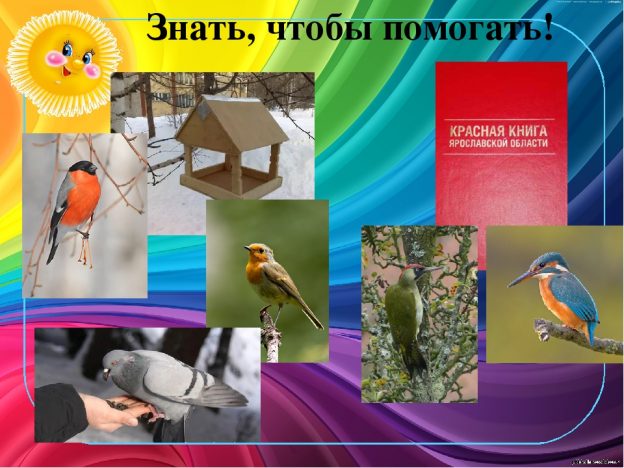 Эко-презентация «Наши пернатые друзья»