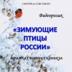 Познавательный видеоролик «Зимующие птицы России»