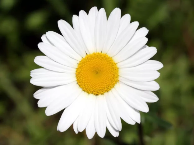 Познавательно-развлекательная программа «Моя семья» 12+