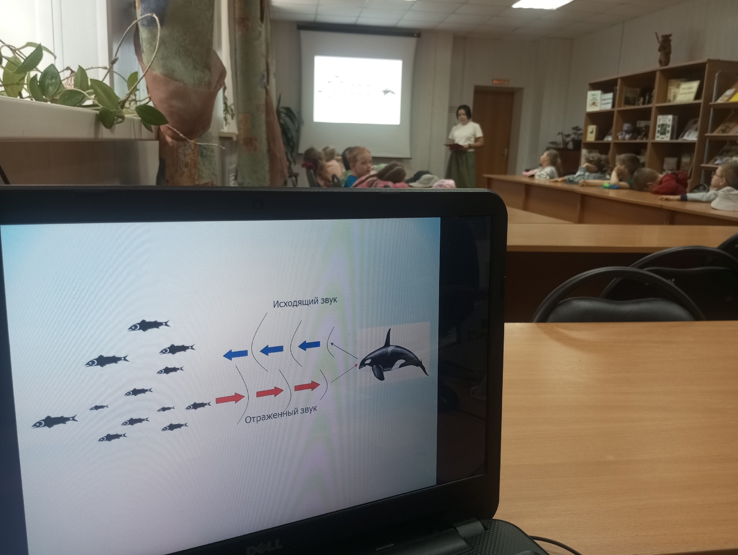 Познавательный час «Морские обитатели – дельфины и киты»